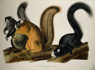 Fox Squirrel, from 